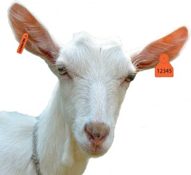 Goat PNG    图片编号:13157
