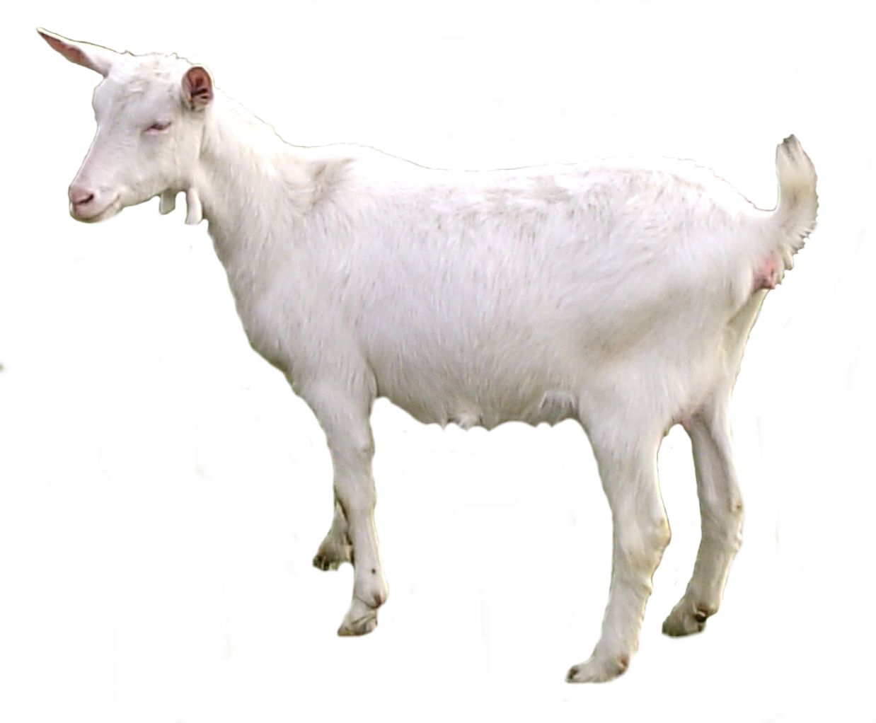 Goat PNG    图片编号:13158