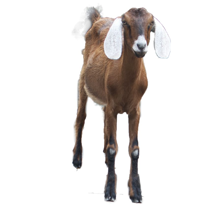 Goat PNG    图片编号:13159
