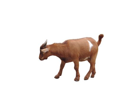 Goat PNG    图片编号:13160