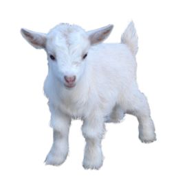 Goat PNG    图片编号:13161