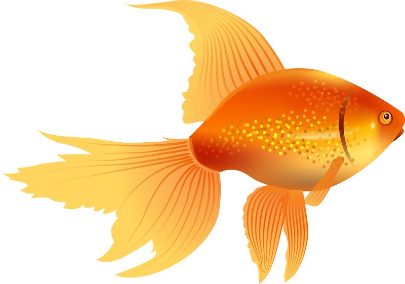 Goldfish PNG    图片编号:67579