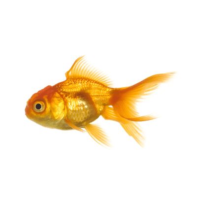 Goldfish PNG    图片编号:67588
