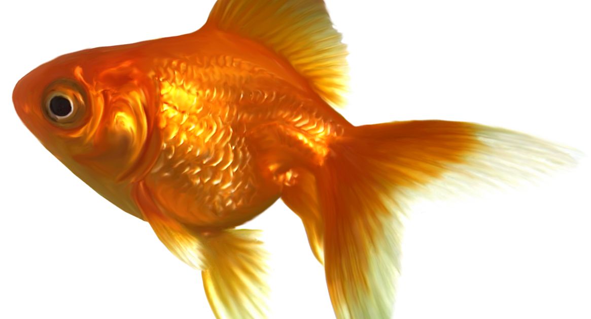 Goldfish PNG    图片编号:67679