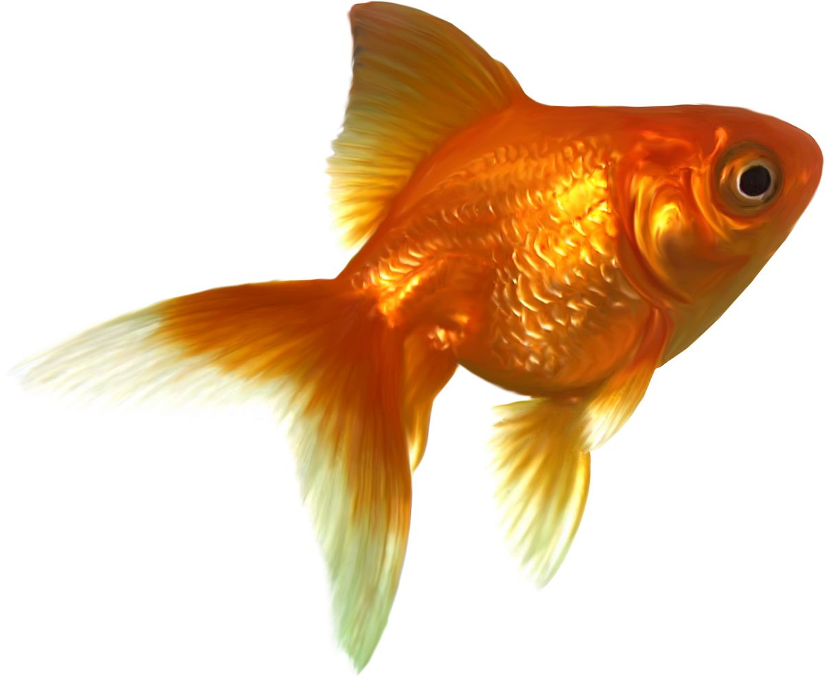 Goldfish PNG    图片编号:67590