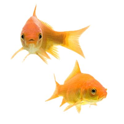 Goldfish PNG    图片编号:67591