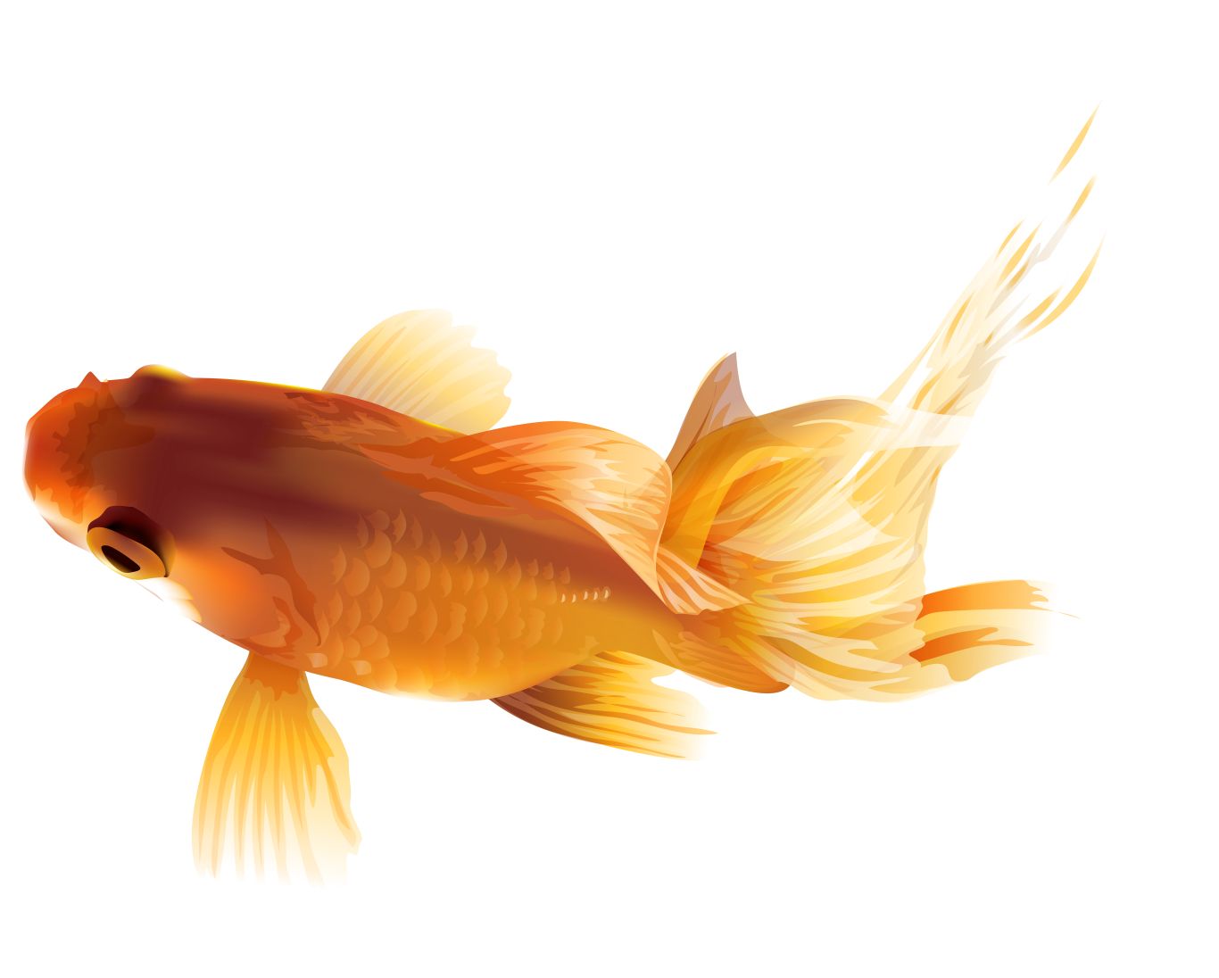Goldfish PNG    图片编号:67592