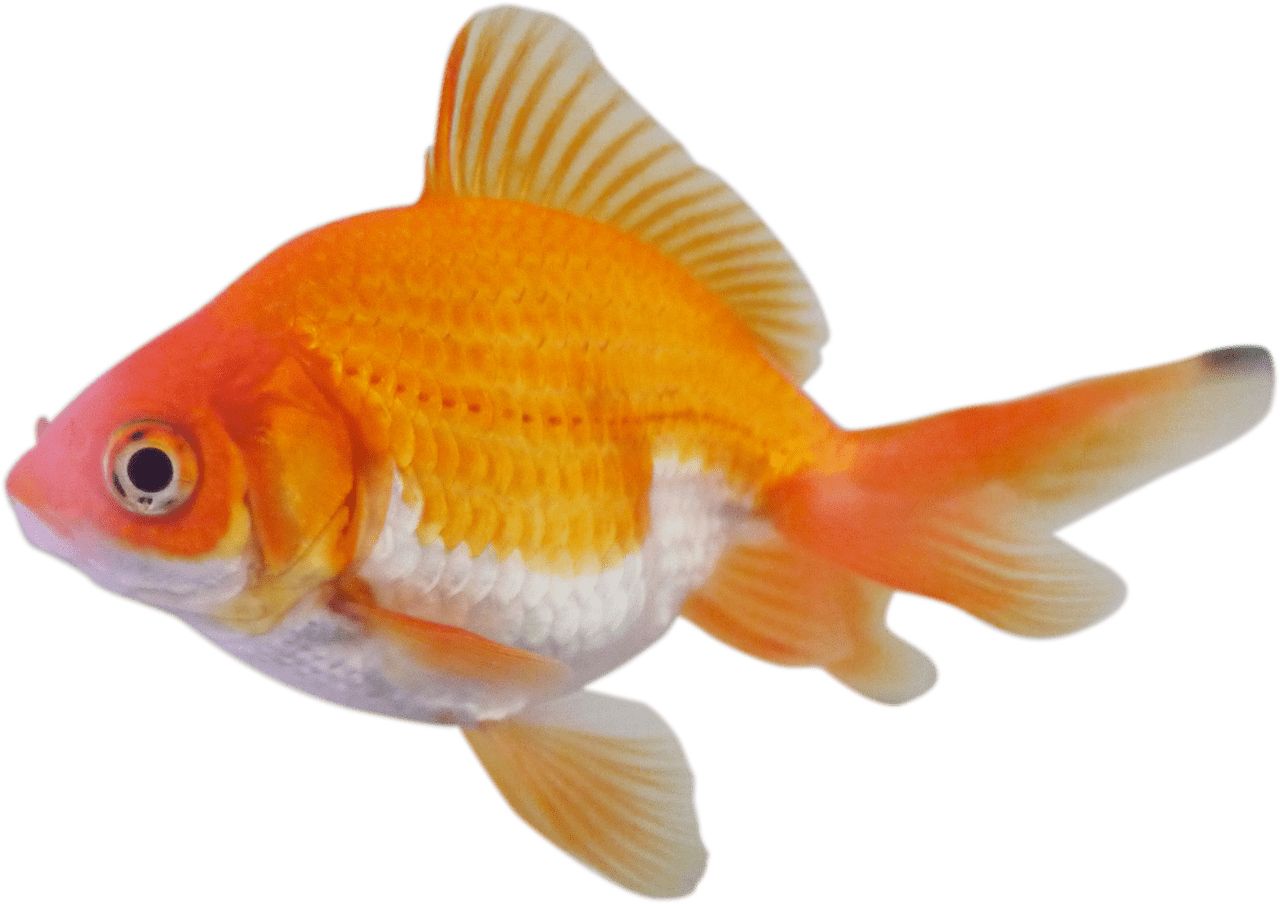 Goldfish PNG    图片编号:67595