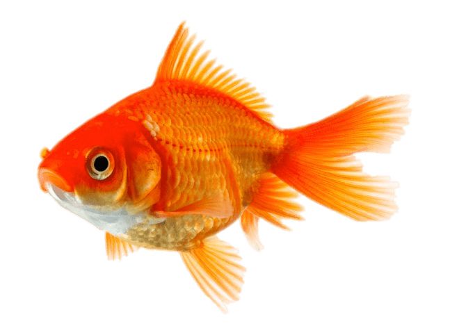 Goldfish PNG    图片编号:67596