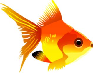 Goldfish PNG    图片编号:67597