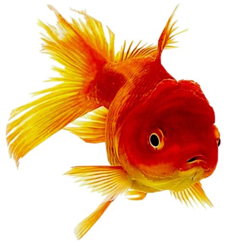 Goldfish PNG    图片编号:67598