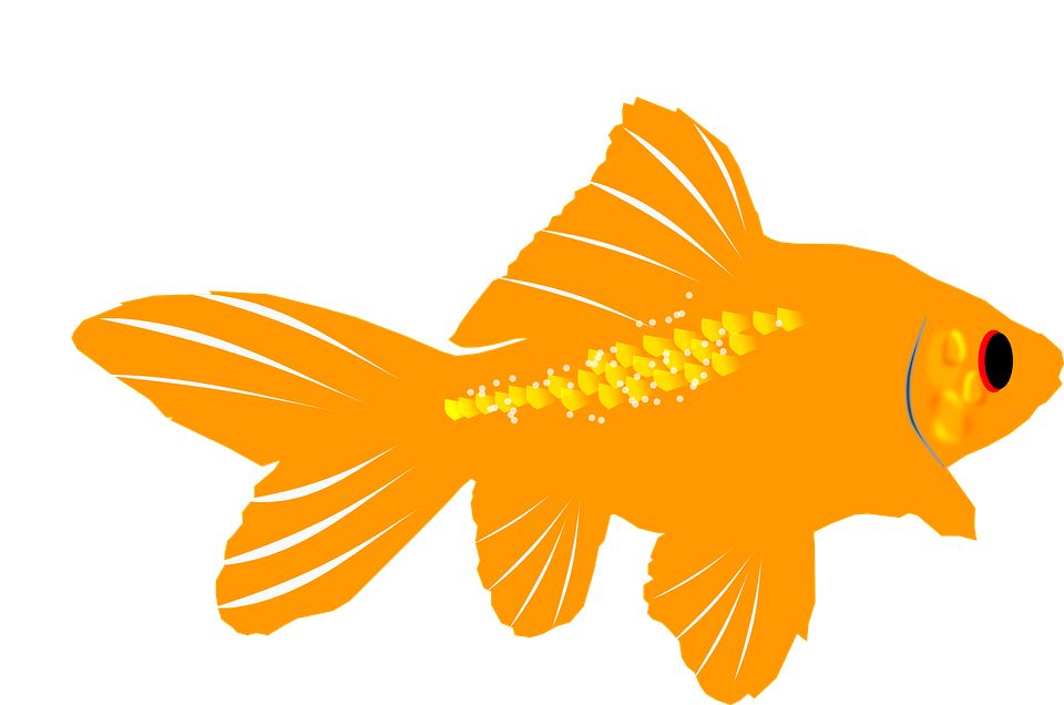 Goldfish PNG    图片编号:67599