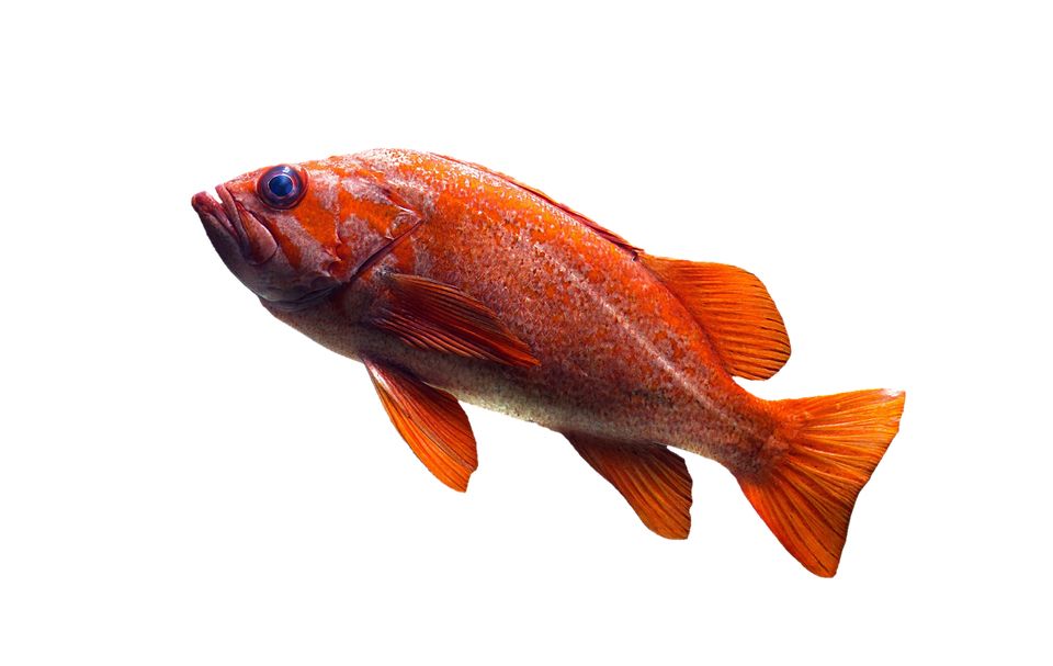 Goldfish PNG    图片编号:67604