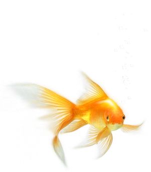 Goldfish PNG    图片编号:67605