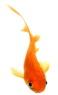 Goldfish PNG    图片编号:67608