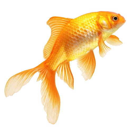 Goldfish PNG    图片编号:67609