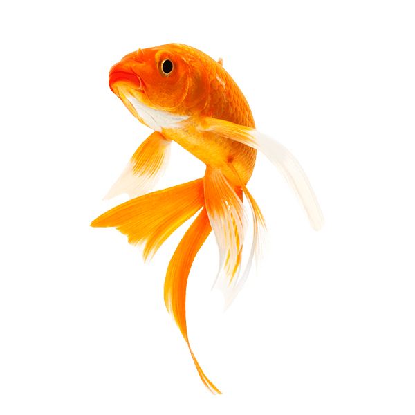 Goldfish PNG    图片编号:67610