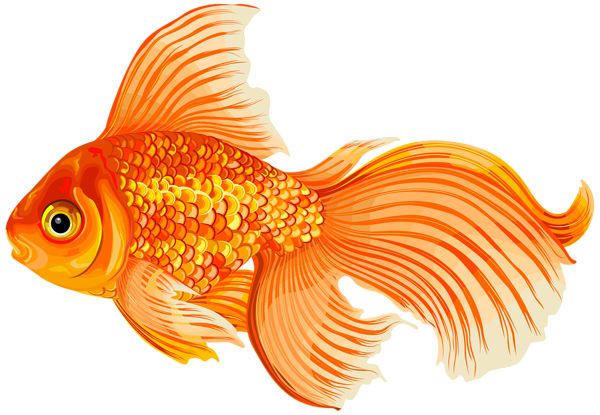 Goldfish PNG    图片编号:67611