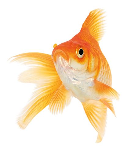 Goldfish PNG    图片编号:67612
