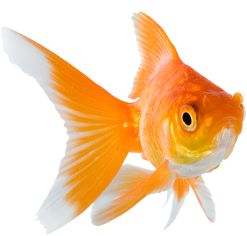 Goldfish PNG    图片编号:67615