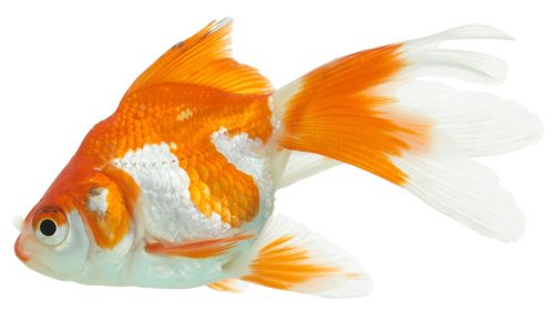 Goldfish PNG    图片编号:67618