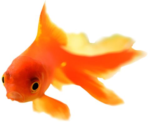 Goldfish PNG    图片编号:67619
