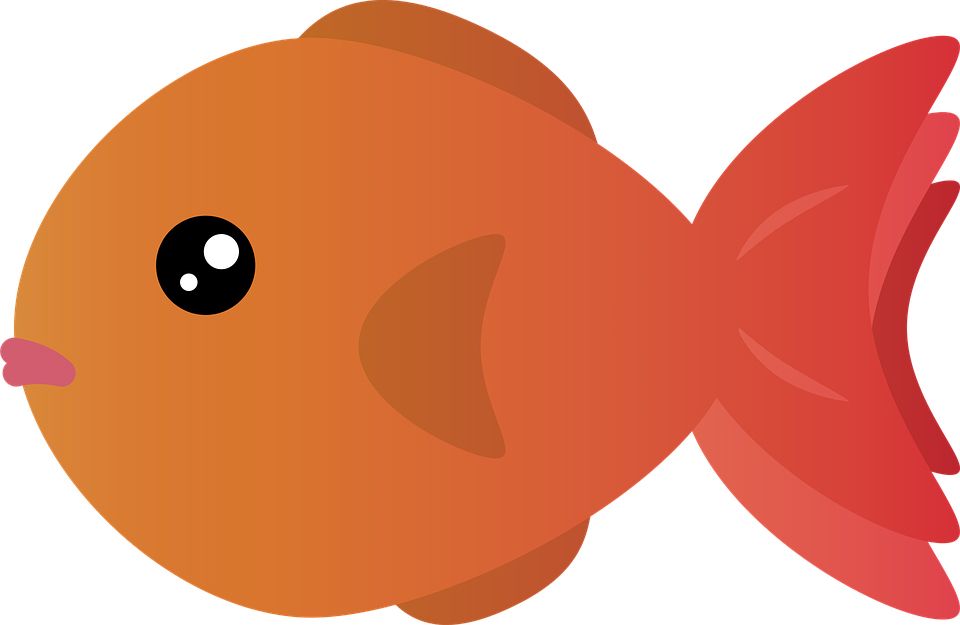 Goldfish PNG    图片编号:67621