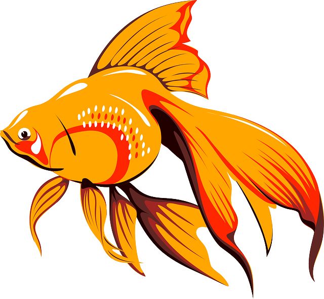 Goldfish PNG    图片编号:67622