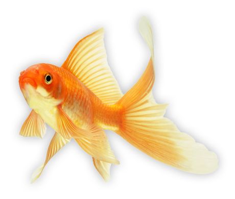 Goldfish PNG    图片编号:67623