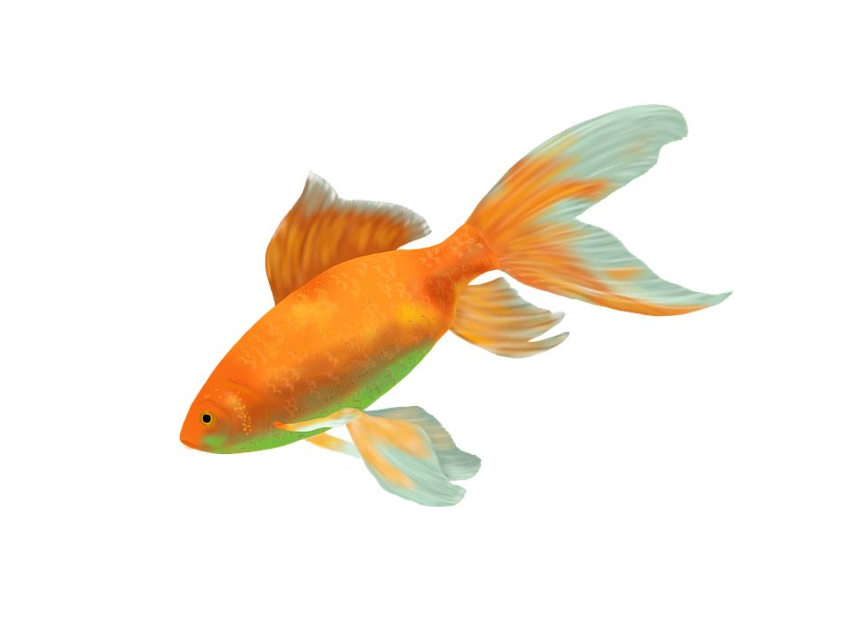 Goldfish PNG    图片编号:67624
