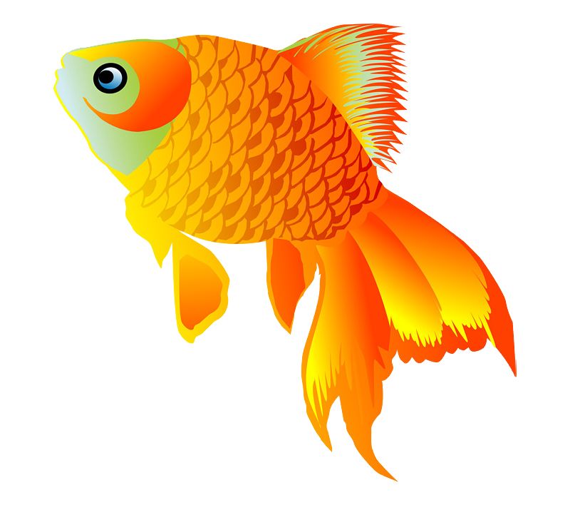 Goldfish PNG    图片编号:67583
