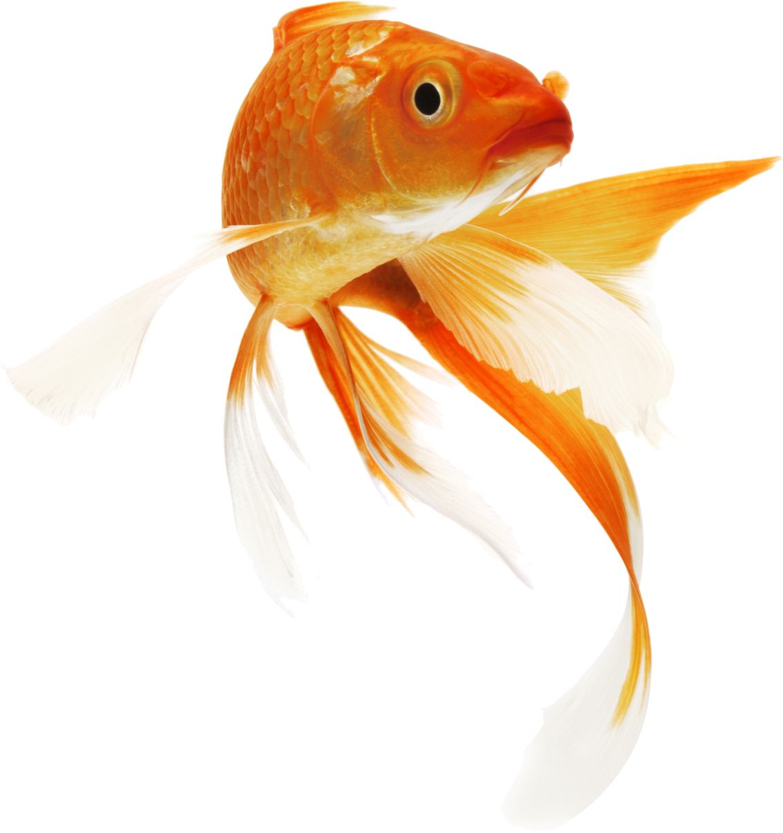 Goldfish PNG    图片编号:67629