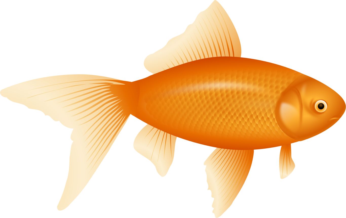 Goldfish PNG    图片编号:67631