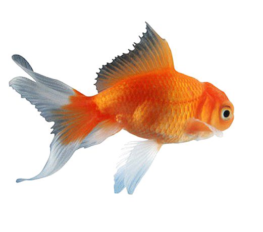 Goldfish PNG    图片编号:67632