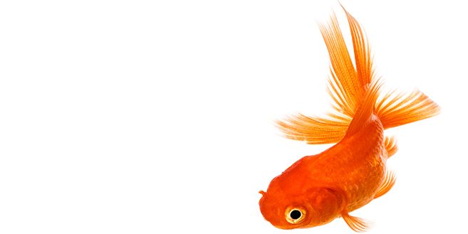Goldfish PNG    图片编号:67633