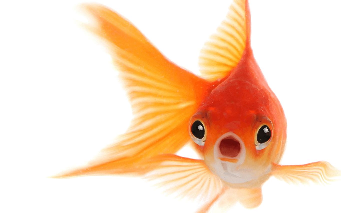Goldfish PNG    图片编号:67635