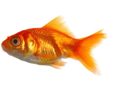 Goldfish PNG    图片编号:67637