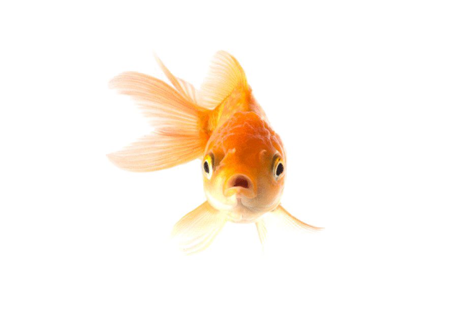 Goldfish PNG    图片编号:67638