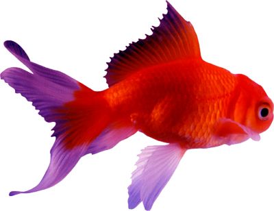 Goldfish PNG    图片编号:67639