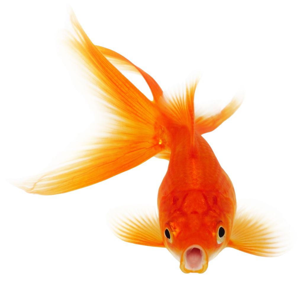 Goldfish PNG    图片编号:67641