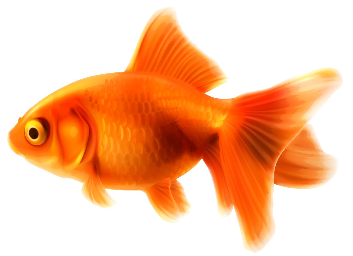 Goldfish PNG    图片编号:67642