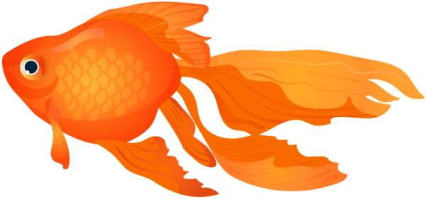 Goldfish PNG    图片编号:67644