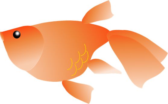 Goldfish PNG    图片编号:67647