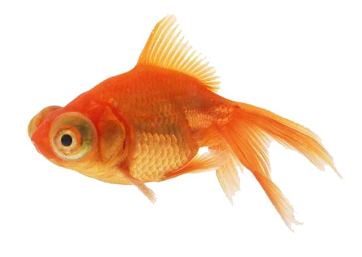 Goldfish PNG    图片编号:67649