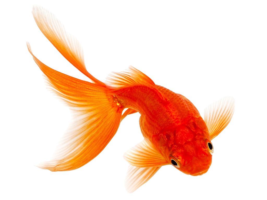 Goldfish PNG    图片编号:67652