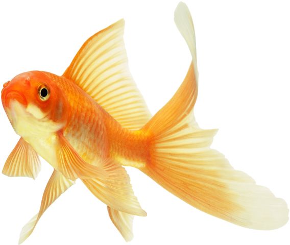 Goldfish PNG    图片编号:67653