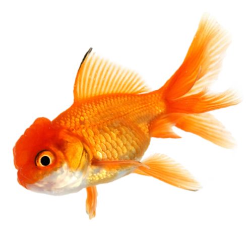 Goldfish PNG    图片编号:67655
