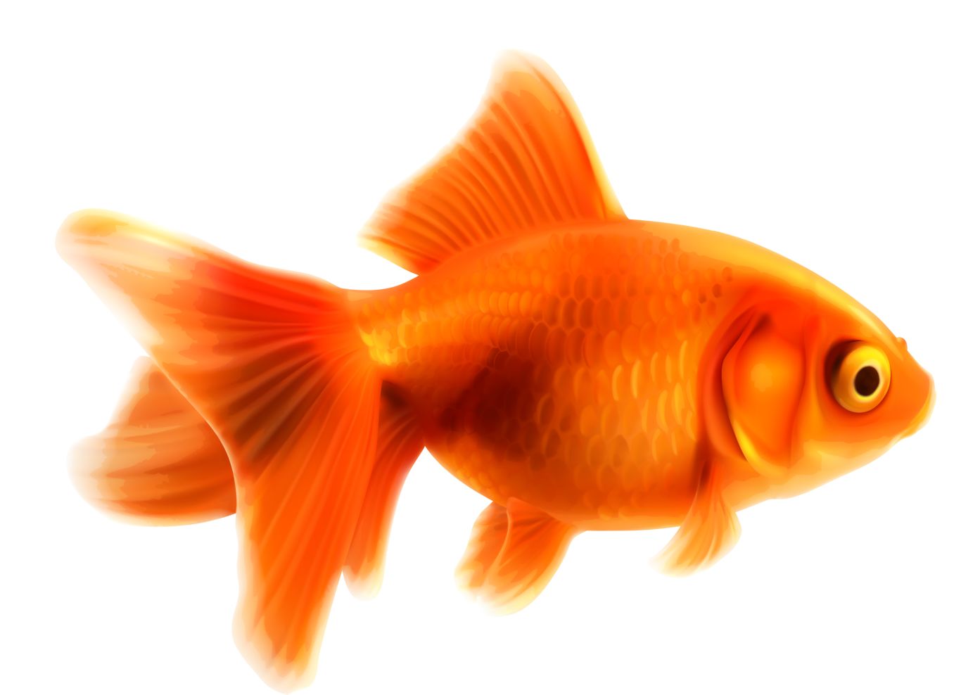 Goldfish PNG    图片编号:67586