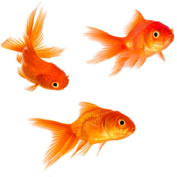 Goldfish PNG    图片编号:67658