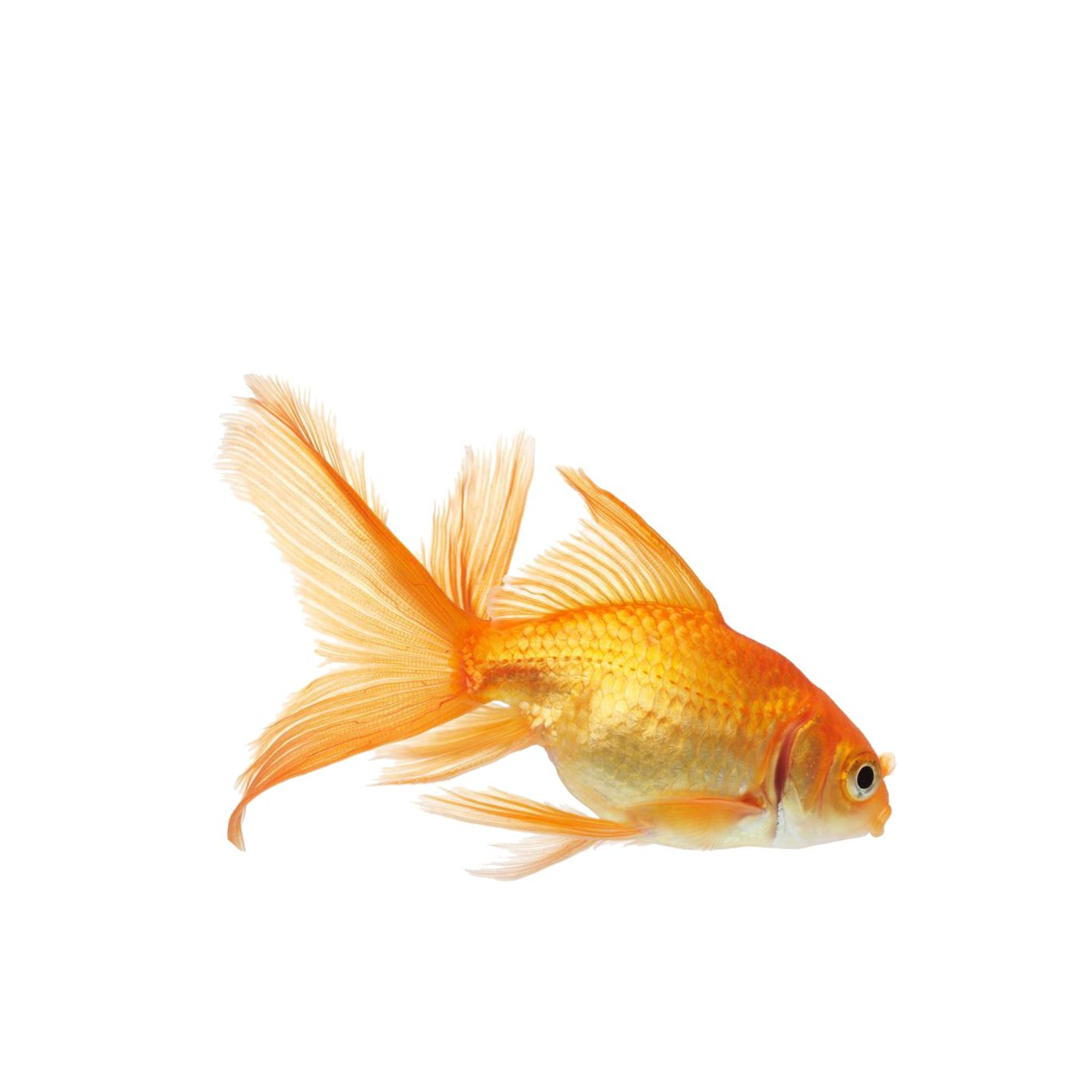 Goldfish PNG    图片编号:67659
